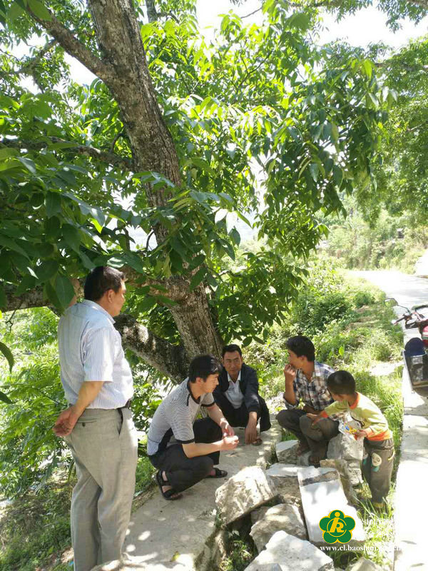 (树脚下的扶贫工作会议)